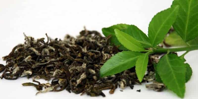 daun teh hijau untuk ramuan herbal infeksi saluran pencernaan
