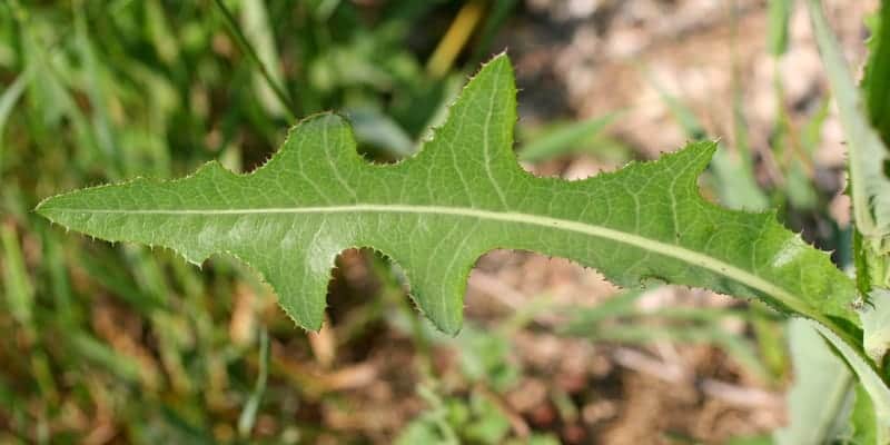 daun tempuyung untuk resep herbal kencing batu
