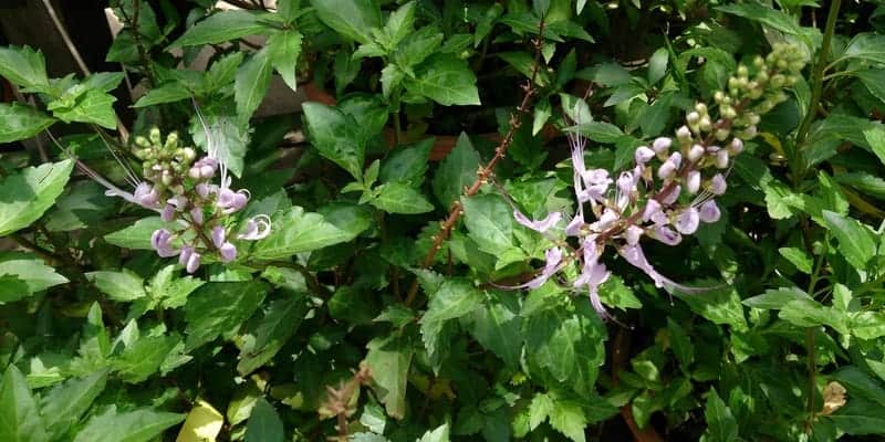 kumis kucing untuk ramuan herbal kencing batu
