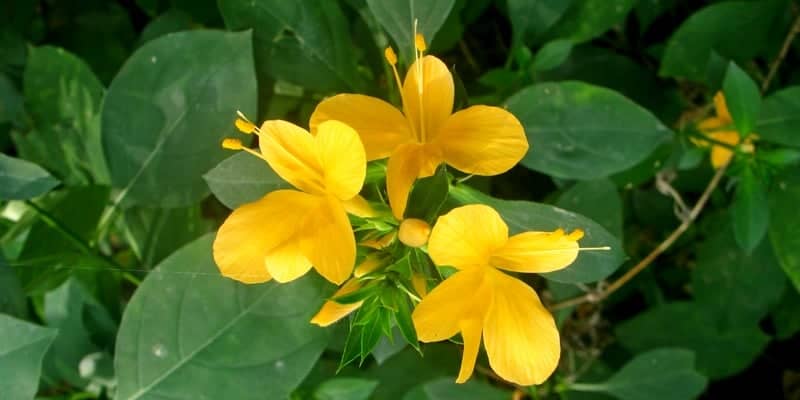 akar landep untuk resep herbal kurap