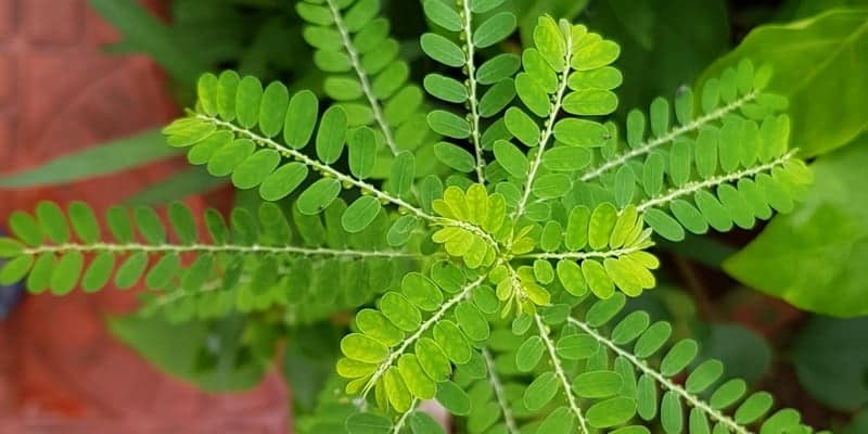 meniran untuk ramuan herbal hepatitis