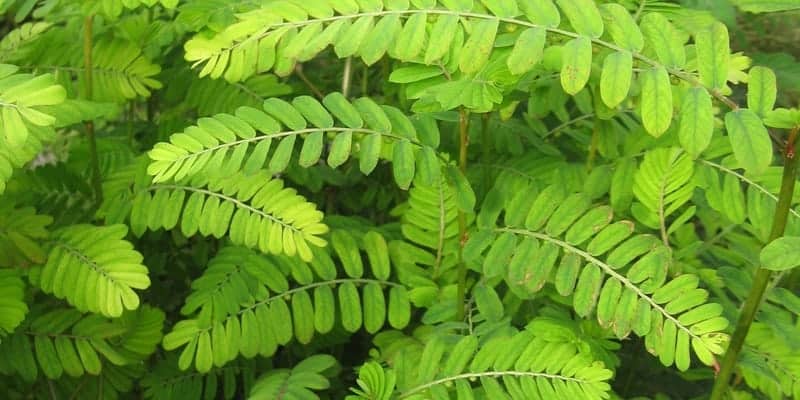 meniran untuk resep herbal disentri