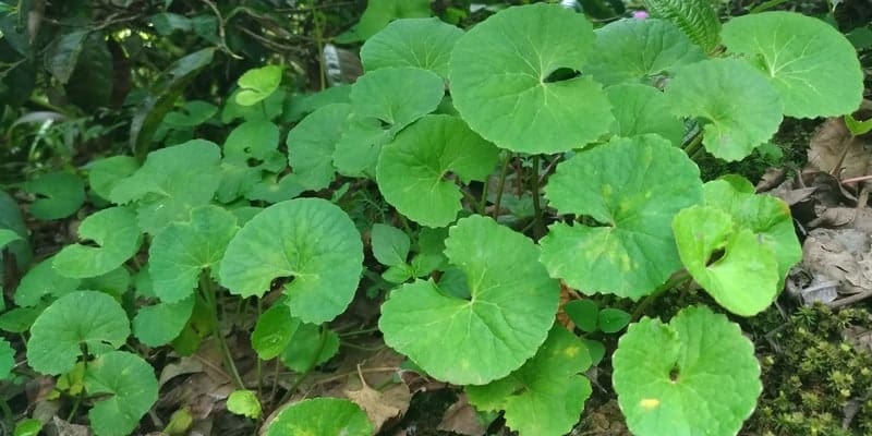 pegagan untuk resep herbal keputihan