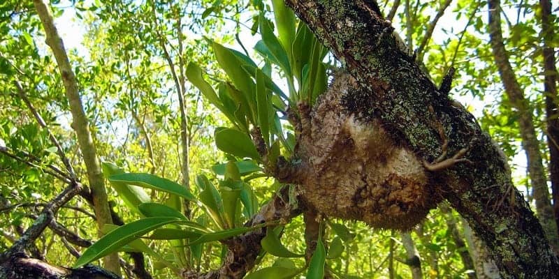 Sarang Semut Papua tanaman obat alami kanker prostat tanpa operasi.