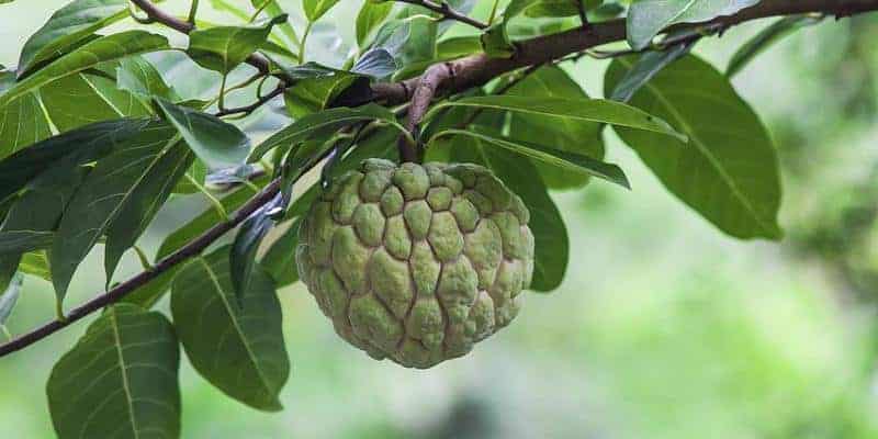 srikaya untuk resep herbal kutu kepala