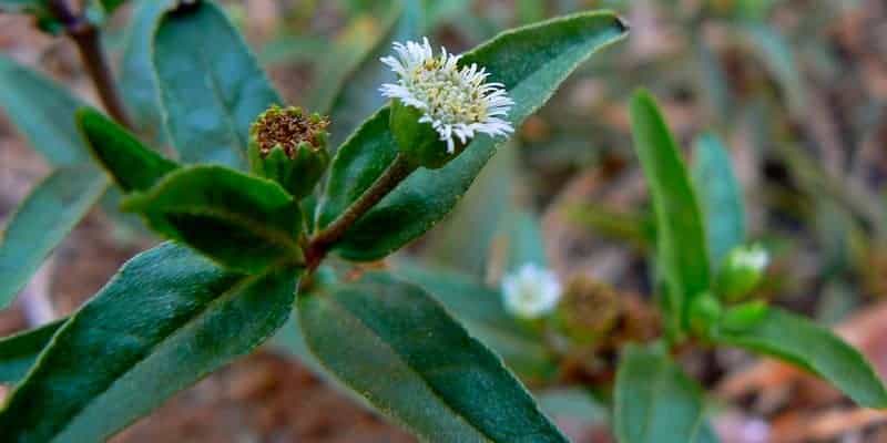 urang-aring untuk ramuan herbal penghitam rambut