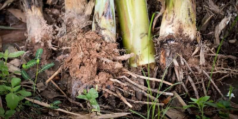 akar pisang untuk resep herbal radang otak