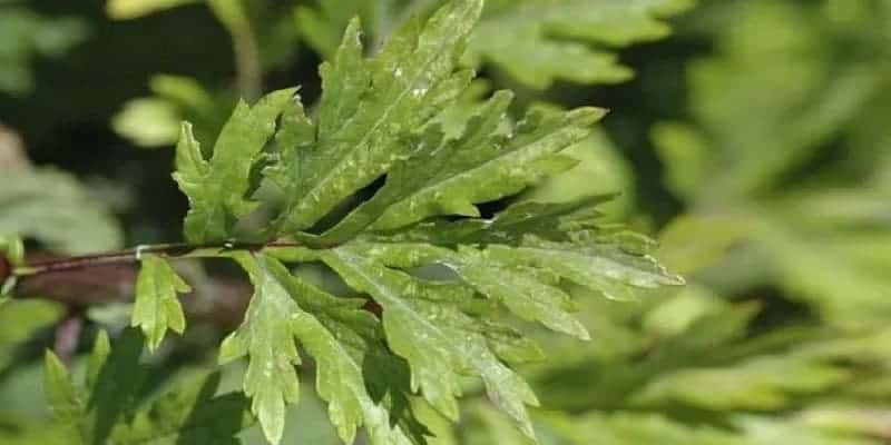 daun baru cina untuk resep herbal osteoporosis