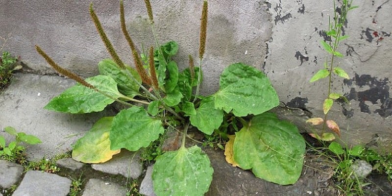 daun sendok untuk resep herbal osteoporosis