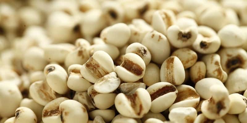 biji jali untuk ramuan herbal kanker paru-paru