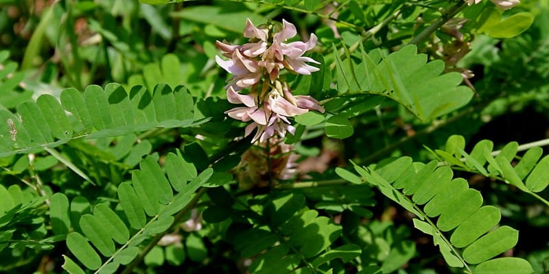 daun saga untuk resep herbal kanker hati