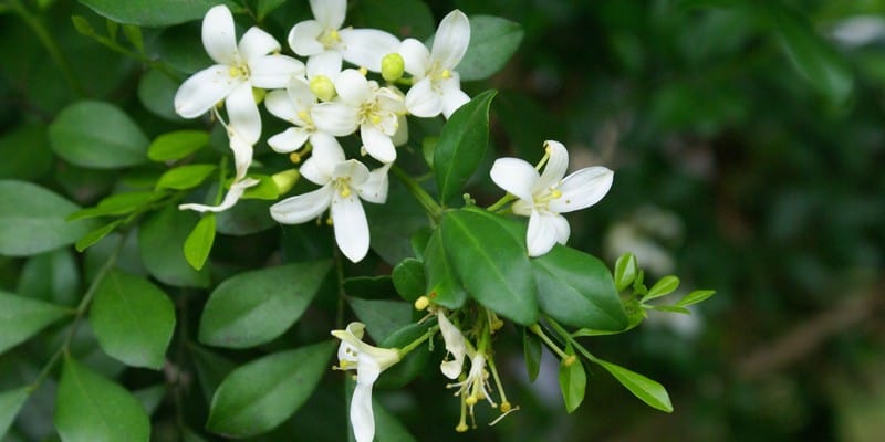 kemuning untuk ramuan herbal radang testis