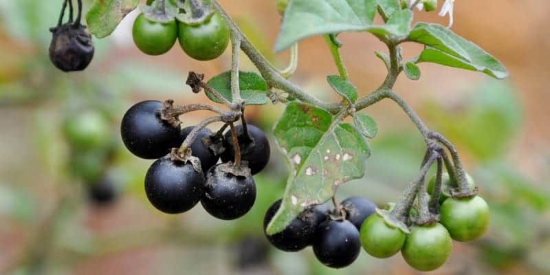 leunca untuk ramuan herbal kanker serviks