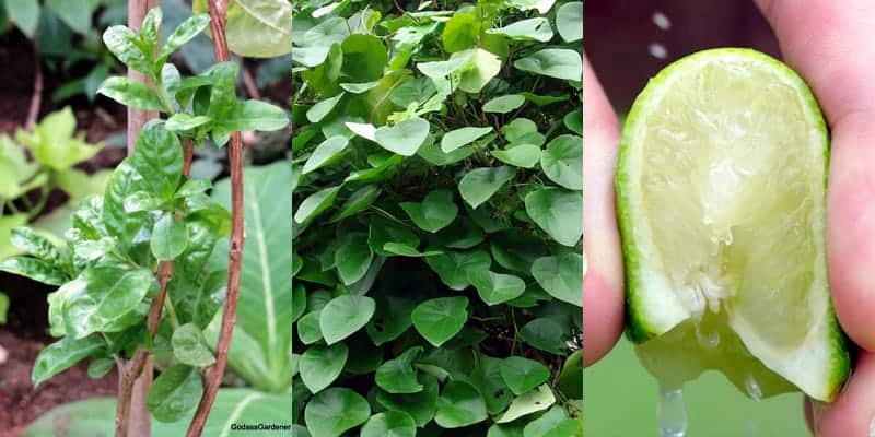 ramuan herbal kapalan