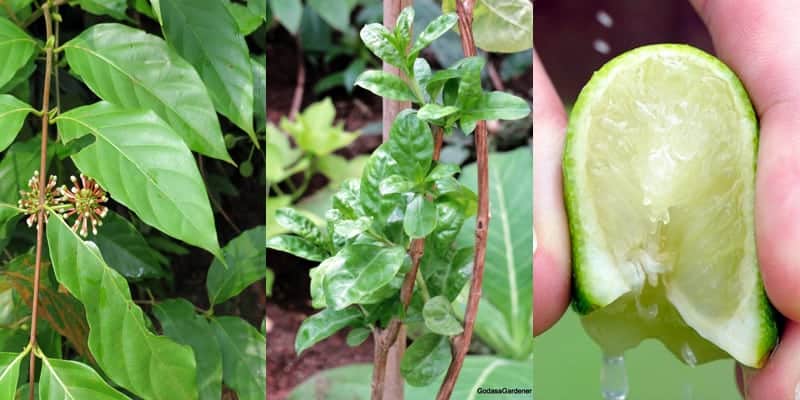 ramuan herbal kapalan