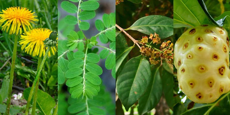 obat asam urat herbal