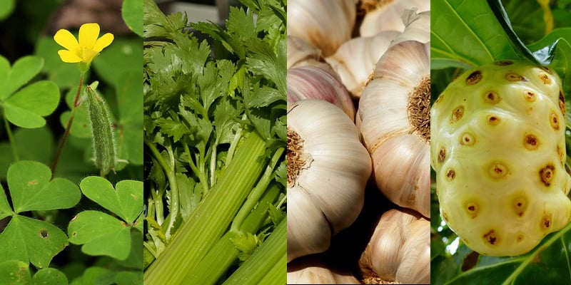 obat darah tinggi alami