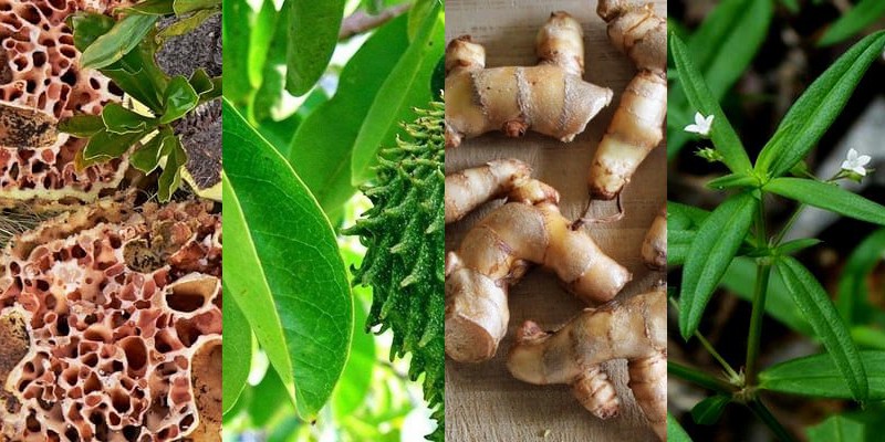 tumbuhan herbal untuk kanker