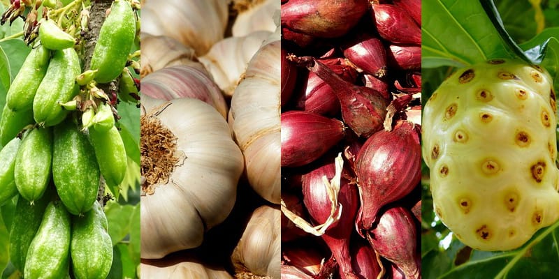 tumbuhan herbal untuk kolesterol