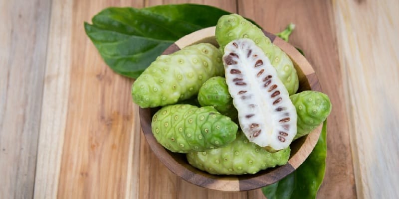 buah noni untuk infeksi telinga