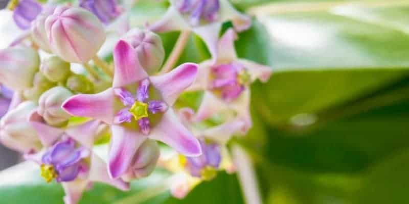 bunga widuri untuk ramuan herbal radang lambung
