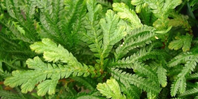 herba cakar ayam untuk ramuan herbal pneumonia