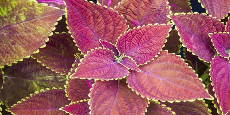 daun iler untuk resep herbal radang telinga