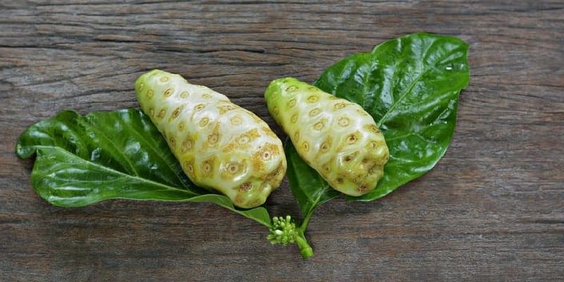 noni untuk ramuan herbal pneumonia