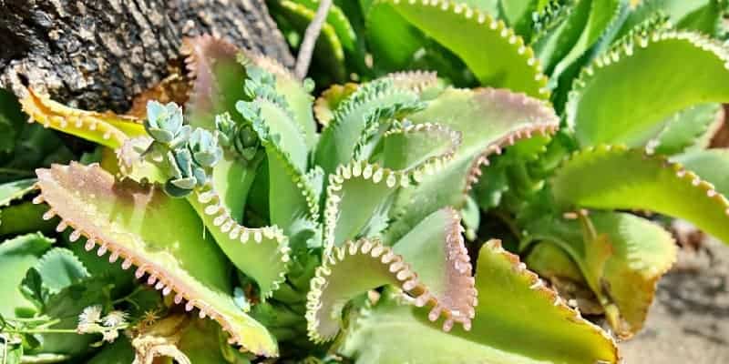 sosor bebek untuk ramuan herbal radang lambung