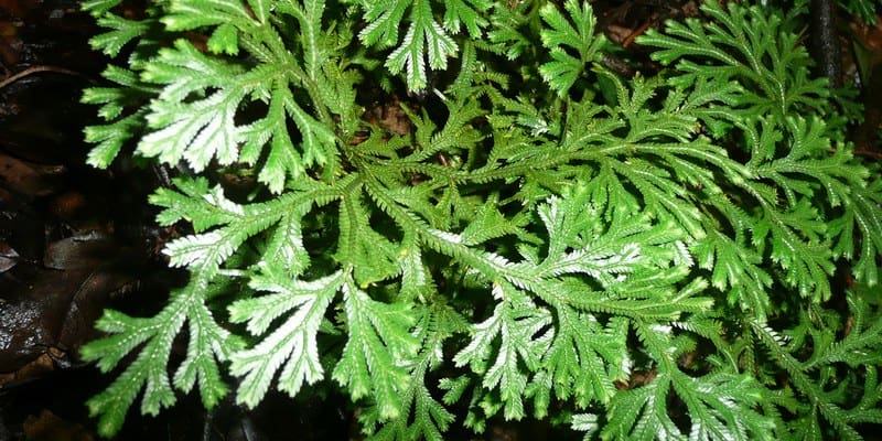 cakar ayam untuk ramuan herbal kanker nasofaring