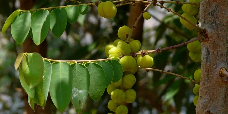 ceremai untuk ramuan herbal sembelit