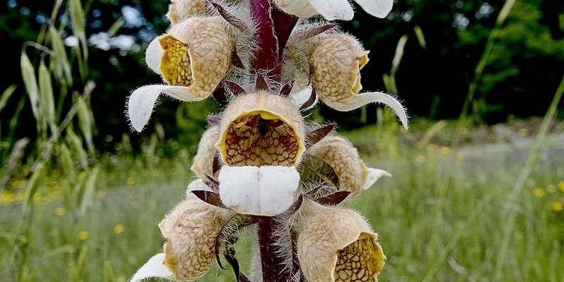 digitalis untuk ramuan herbal penyakit jantung