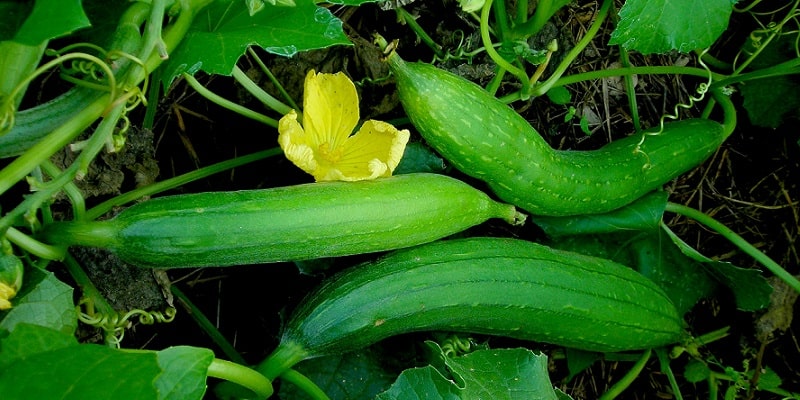 bunga blustru untuk resep herbal asma