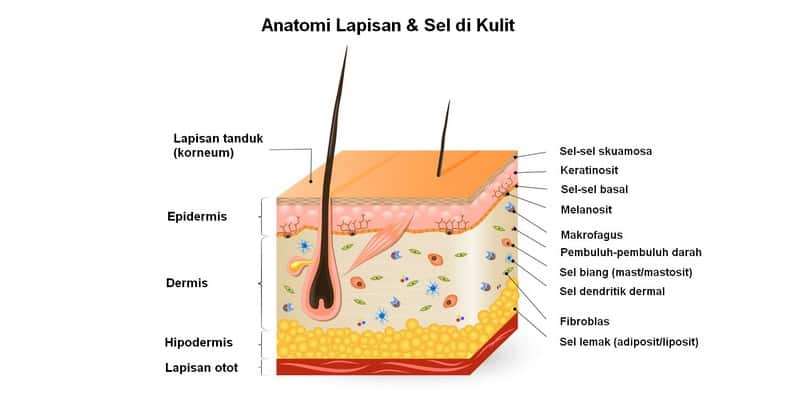 anatomi lapisan & sel di kulit