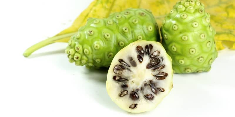 buah mengkudu atau noni