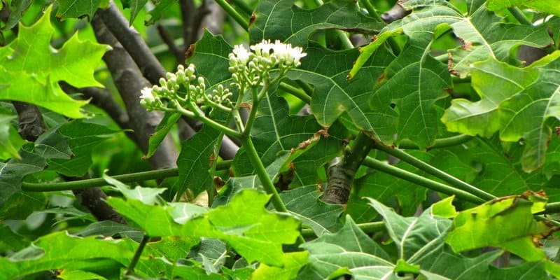 efek samping & bahaya daun pepaya jepang