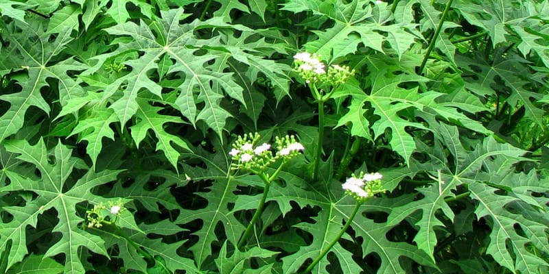 khasiat daun pepaya jepang untuk kesehatan