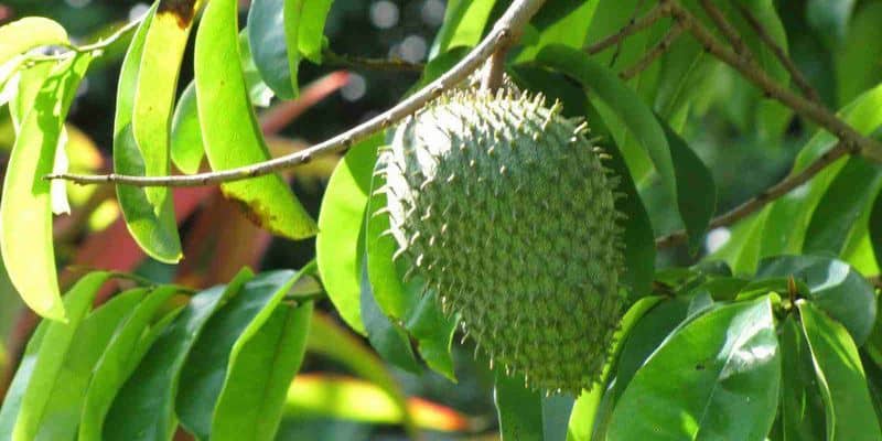 buah dan daun sirsak