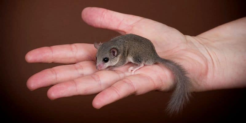 salah satu hewan yang dapat terinfeksi virus cacar monyet