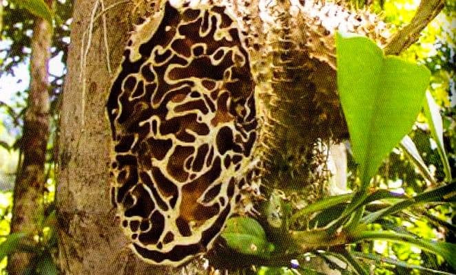 cara mengobati kanker payudara tanpa operasi