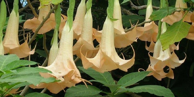 resep herbal sakit gigi