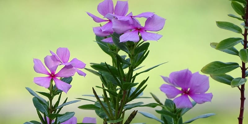 herbal tapak dara untuk kanker