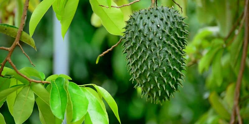 Tanaman Sirsak Anti Kanker