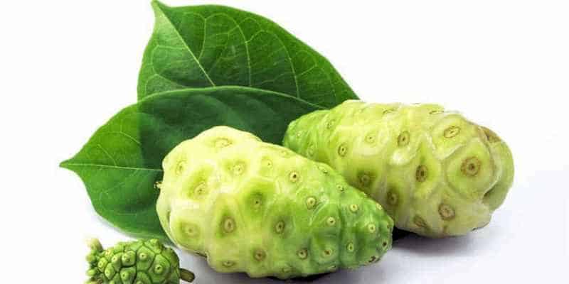 buah noni tanaman obat untuk kanker