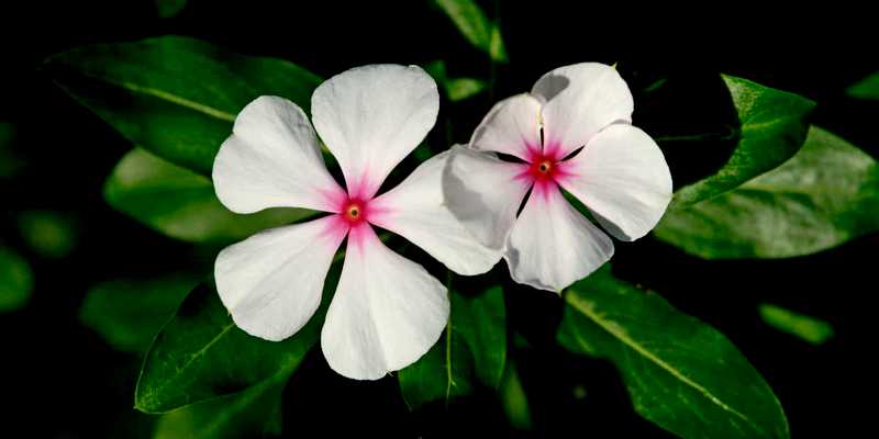 tapak dara tanaman untuk obat kanker
