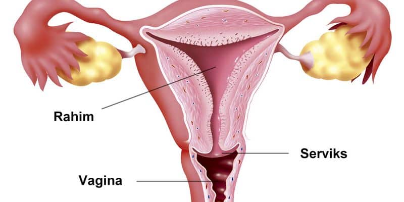 Letak Kanker Serviks