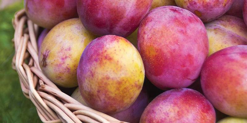 buah plum eropa