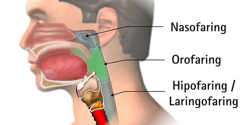 Gambar Anatomi Faring