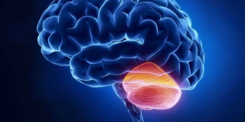 Otak Kecil atau Cerebellum