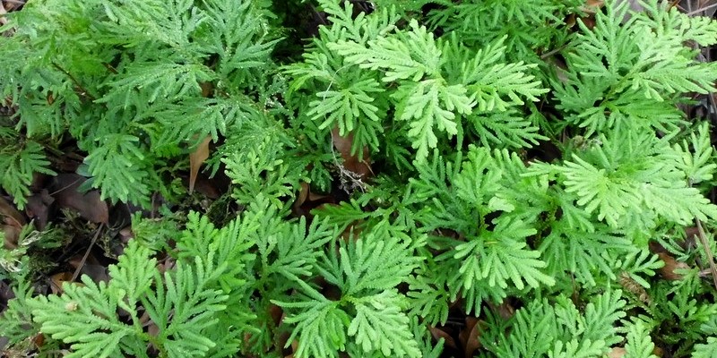 Tanaman Cakar Ayam untuk Resep Herbal Patah Tulang